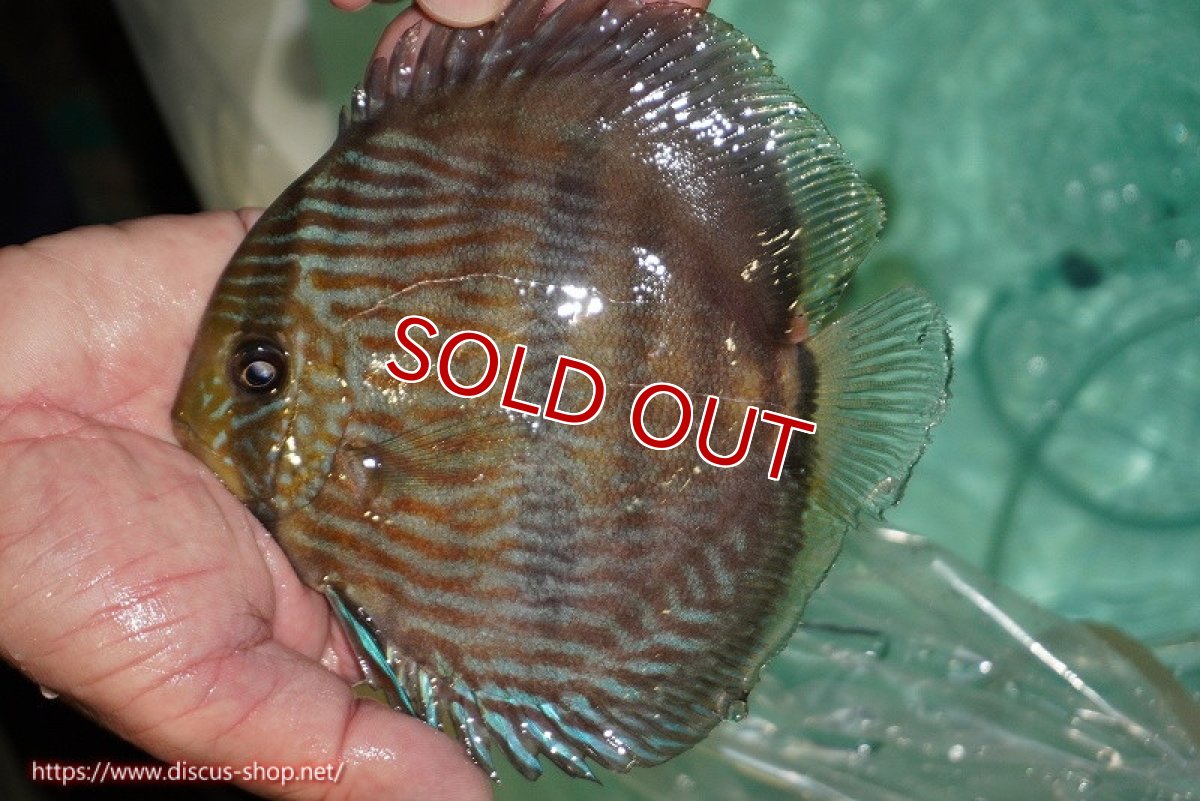 画像2: 【決算セール対象個体】【ワイルドディスカス】【通販】【究極のブルー発色】ヤムンダブリリアント【個体販売】15-16cm（生体）ヤムンダ産 (2)