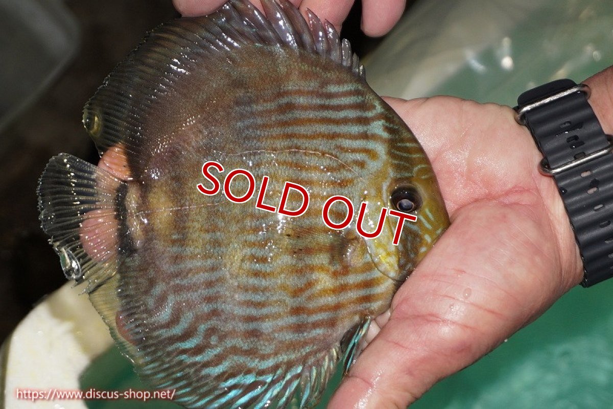 画像3: 【決算セール対象個体】【ワイルドディスカス】【通販】【究極のブルー発色】ヤムンダブリリアント【個体販売】15-16cm（生体）ヤムンダ産 (3)