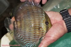 画像3: 【決算セール対象個体】【ワイルドディスカス】【通販】【究極のブルー発色】ヤムンダブリリアント【個体販売】15-16cm（生体）ヤムンダ産 (3)