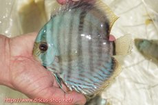 画像1: 【ワイルドディスカス】【通販】【ワイルド屈指のブルー発色】ヤムンダスーパーブルームーン【個体販売】13-15cm（生体）ヤムンダ産 (1)