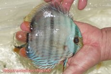 画像3: 【30周年記念セール対象個体】【ワイルドディスカス】【通販】【ワイルド屈指のブルー発色】ヤムンダスーパーブルームーン【個体販売】13-15cm（生体）ヤムンダ産 (3)