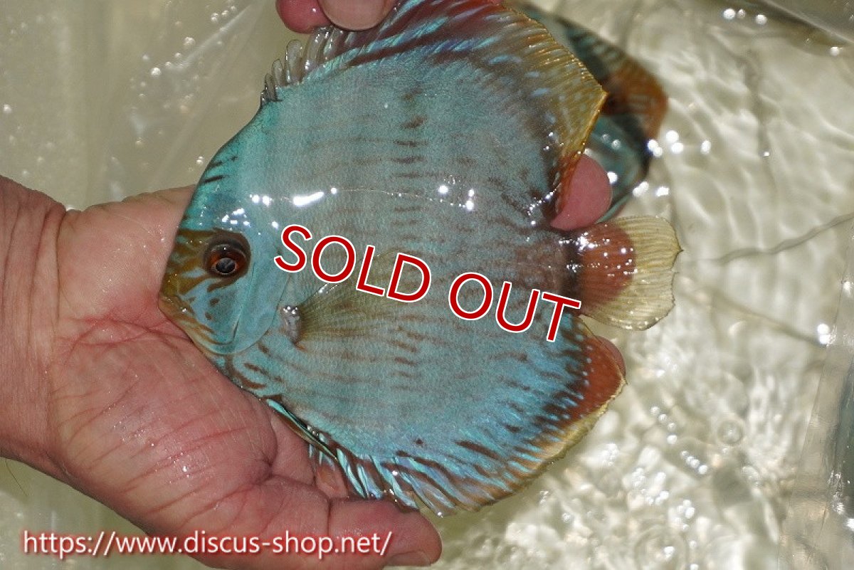 画像1: 【ワイルドディスカス】【通販】【ワイルド屈指のブルー発色】ヤムンダスーパーブルームーン【個体販売】13-15cm（生体）ヤムンダ産 (1)