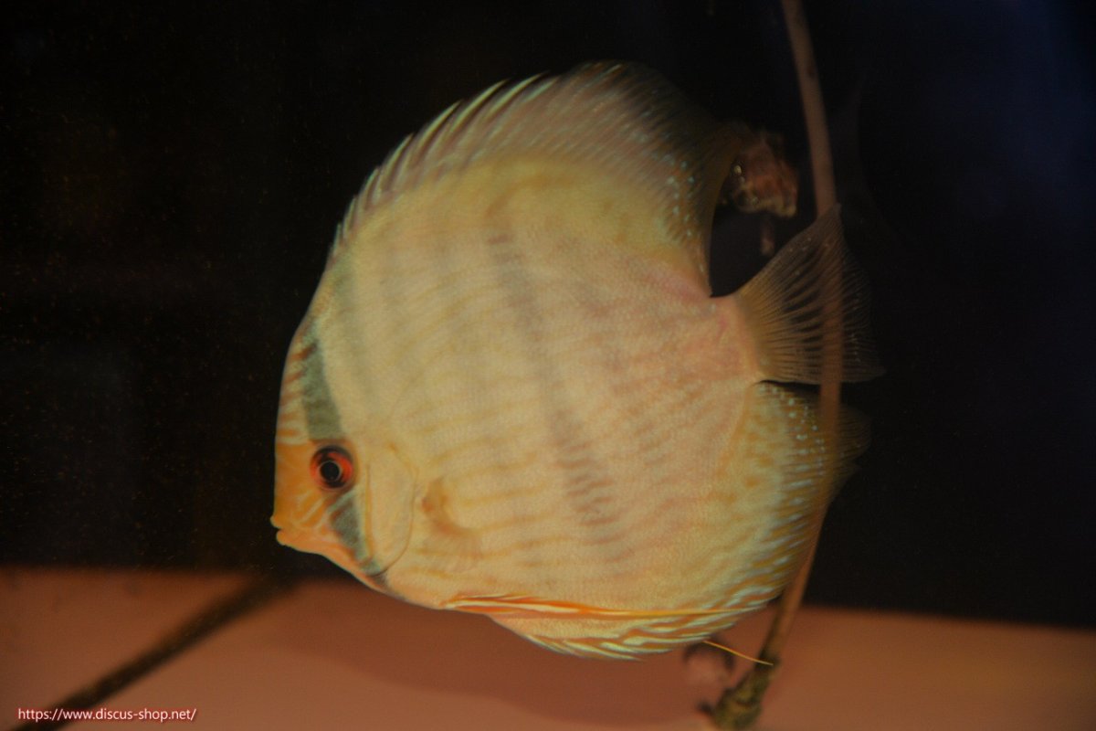 画像1: 【30周年記念セール対象個体】【ワイルドディスカス】【通販】【ワイルド屈指のブルー発色】ヤムンダスーパーブルームーン【個体販売】13-15cm（生体）ヤムンダ産 (1)