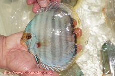 画像1: 【ワイルドディスカス】【通販】【ワイルド屈指のブルー発色】ヤムンダスーパーブルームーン【個体販売】13-15cm（生体）ヤムンダ産 (1)