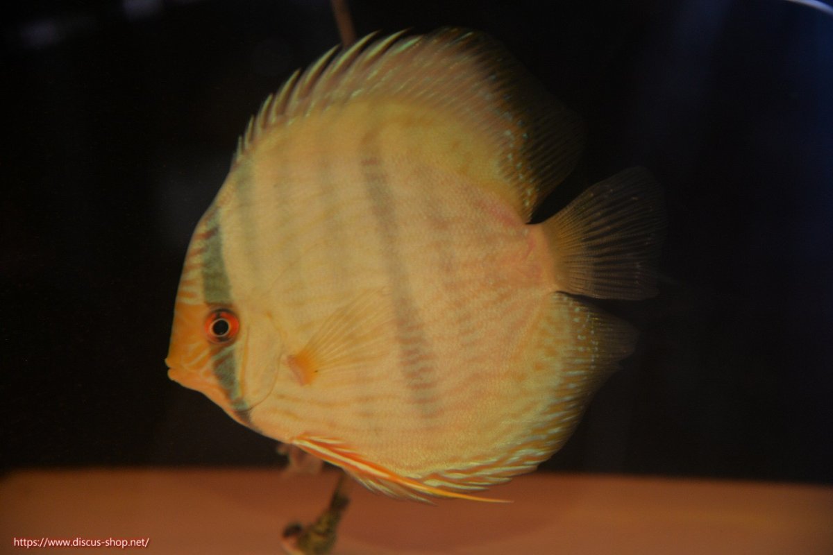 画像2: 【30周年記念セール対象個体】【ワイルドディスカス】【通販】【ワイルド屈指のブルー発色】ヤムンダスーパーブルームーン【個体販売】13-15cm（生体）ヤムンダ産 (2)