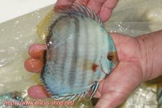 画像4: 【30周年記念セール対象個体】【ワイルドディスカス】【通販】【ワイルド屈指のブルー発色】ヤムンダスーパーブルームーン【個体販売】13-15cm（生体）ヤムンダ産 (4)