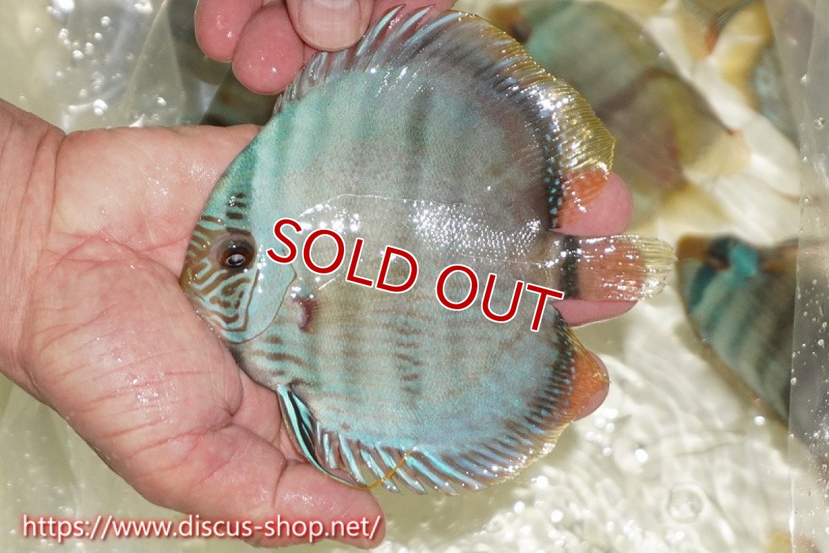 画像1: 【ワイルドディスカス】【通販】【ワイルド屈指のブルー発色】ヤムンダスーパーブルームーン【個体販売】13-15cm（生体）ヤムンダ産 (1)