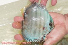 画像3: 【ワイルドディスカス】【通販】【ワイルド屈指のブルー発色】ヤムンダスーパーブルームーン【個体販売】13-15cm（生体）ヤムンダ産 (3)