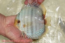 画像1: 【ワイルドディスカス】【通販】【ワイルド屈指のブルー発色】ヤムンダスーパーブルームーン【個体販売】13-15cm（生体）ヤムンダ産 (1)