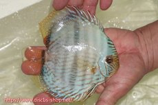 画像2: 【ワイルドディスカス】【通販】【ワイルド屈指のブルー発色】ヤムンダスーパーブルームーン【個体販売】13-15cm（生体）ヤムンダ産 (2)