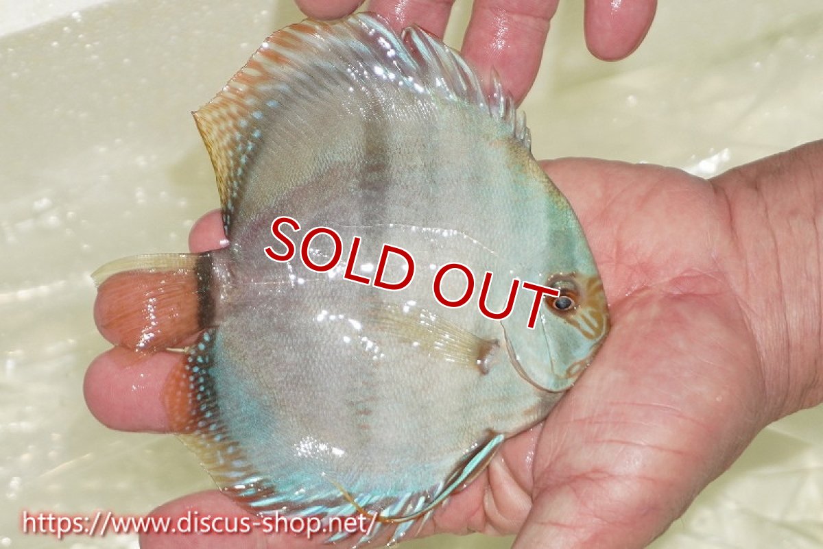 画像2: 【ワイルドディスカス】【通販】【ワイルド屈指のブルー発色】ヤムンダスーパーブルームーン【個体販売】13-15cm（生体）ヤムンダ産 (2)