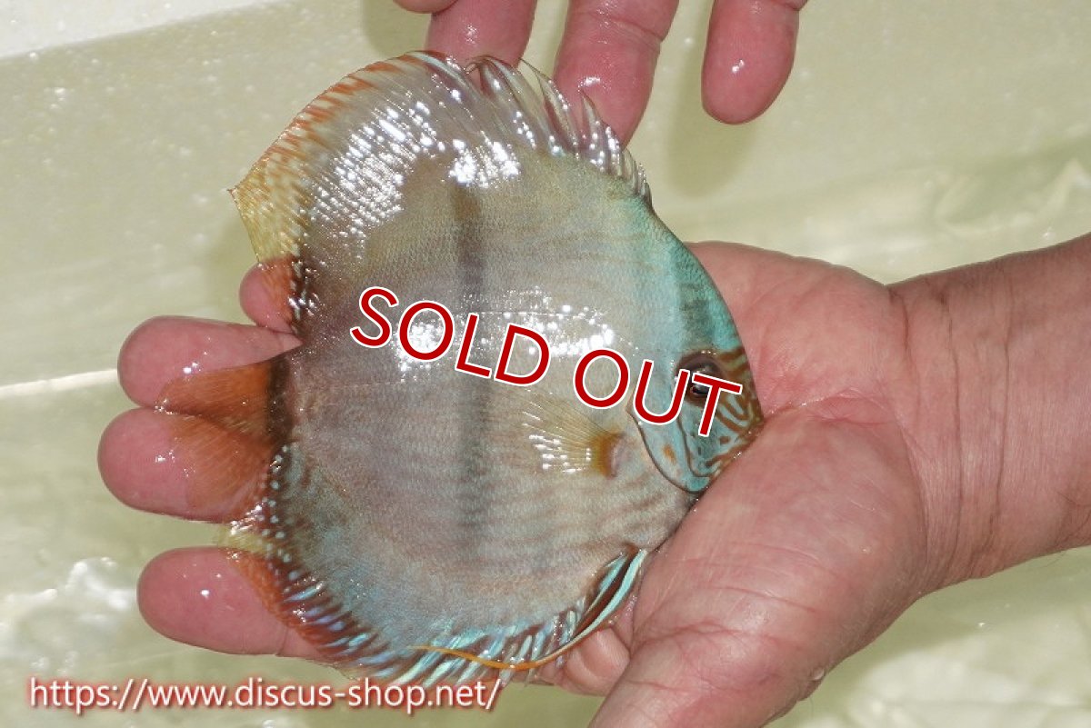 画像2: 【ワイルドディスカス】【通販】【ワイルド屈指のブルー発色】ヤムンダスーパーブルームーン【個体販売】13-15cm（生体）ヤムンダ産 (2)