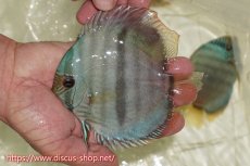 画像1: 【ワイルドディスカス】【通販】【ワイルド屈指のブルー発色】ヤムンダスーパーブルームーン【個体販売】13-15cm（生体）ヤムンダ産 (1)