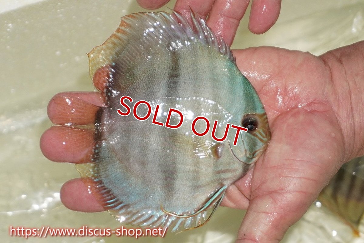 画像2: 【ワイルドディスカス】【通販】【ワイルド屈指のブルー発色】ヤムンダスーパーブルームーン【個体販売】13-15cm（生体）ヤムンダ産 (2)