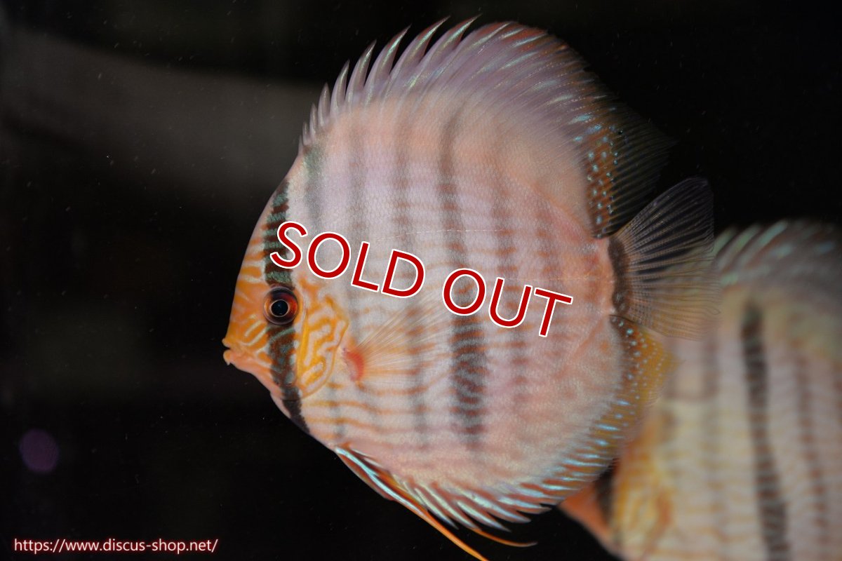 画像1: 【ワイルドディスカス】【通販】【ワイルド屈指のブルー発色】ヤムンダスーパーブルームーン【個体販売】13-15cm（生体）ヤムンダ産 (1)