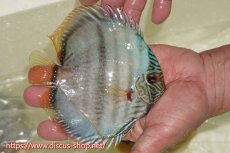 画像4: 【30周年記念セール対象個体】【ワイルドディスカス】【通販】【ワイルド屈指のブルー発色】ヤムンダスーパーブルームーン【個体販売】13-15cm（生体）ヤムンダ産 (4)