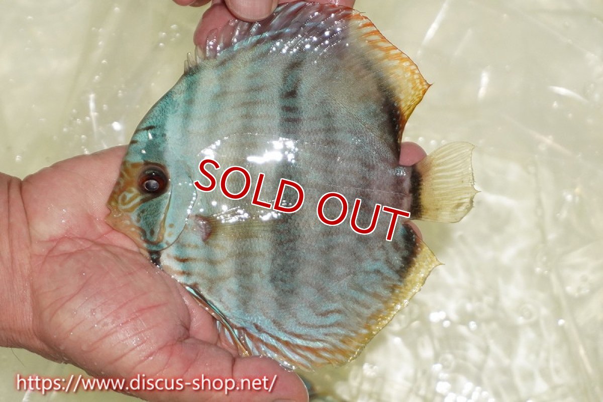 画像1: 【30周年記念セール対象個体】【ワイルドディスカス】【通販】【ワイルド屈指のブルー発色】ヤムンダスーパーブルームーン【個体販売】13-15cm（生体）ヤムンダ産 (1)