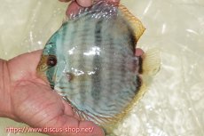 画像1: 【ワイルドディスカス】【通販】【ワイルド屈指のブルー発色】ヤムンダスーパーブルームーン【個体販売】13-15cm（生体）ヤムンダ産 (1)