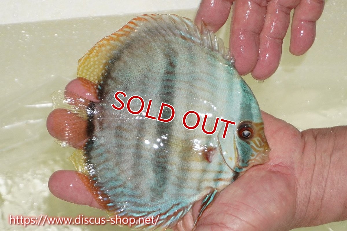 画像2: 【30周年記念セール対象個体】【ワイルドディスカス】【通販】【ワイルド屈指のブルー発色】ヤムンダスーパーブルームーン【個体販売】13-15cm（生体）ヤムンダ産 (2)