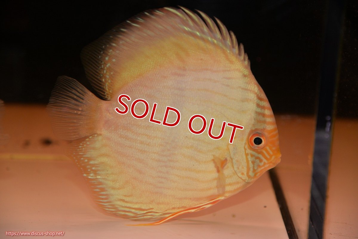 画像1: 【30周年記念セール対象個体】【ワイルドディスカス】【通販】【ワイルド屈指のブルー発色】ヤムンダスーパーブルームーン【個体販売】13-15cm（生体）ヤムンダ産 (1)