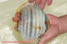 画像3: 【30周年記念セール対象個体】【ワイルドディスカス】【通販】【ワイルド屈指のブルー発色】ヤムンダスーパーブルームーン【個体販売】13-15cm（生体）ヤムンダ産 (3)