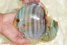 画像1: 【ワイルドディスカス】【通販】【ワイルド屈指のブルー発色】ヤムンダスーパーブルームーン【個体販売】13-15cm（生体）ヤムンダ産 (1)