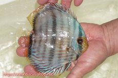 画像2: 【ワイルドディスカス】【通販】【ワイルド屈指のブルー発色】ヤムンダスーパーブルームーン【個体販売】13-15cm（生体）ヤムンダ産 (2)