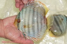 画像3: 【30周年記念セール対象個体】【ワイルドディスカス】【通販】【ワイルド屈指のブルー発色】ヤムンダスーパーブルームーン【個体ペア販売】15-16cm（生体）ヤムンダ産 (3)