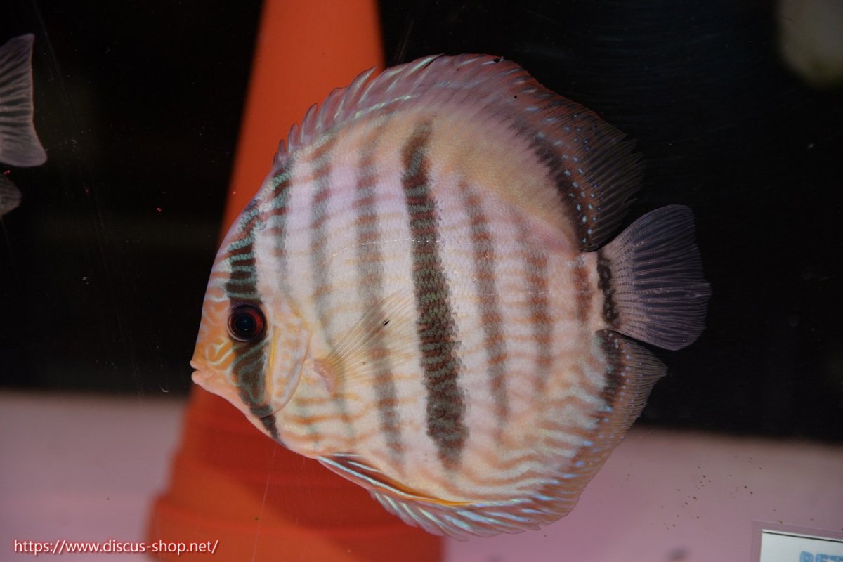 画像5: 【30周年記念セール対象個体】【ワイルドディスカス】【通販】【ワイルド屈指のブルー発色】ヤムンダスーパーブルームーン【個体ペア販売】15-16cm（生体）ヤムンダ産 (5)