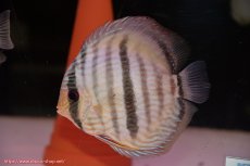 画像5: 【30周年記念セール対象個体】【ワイルドディスカス】【通販】【ワイルド屈指のブルー発色】ヤムンダスーパーブルームーン【個体ペア販売】15-16cm（生体）ヤムンダ産 (5)