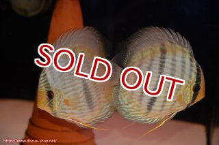 ディスカス\販売形式\個体ペア販売 - ペットバルーンEX ワイルド