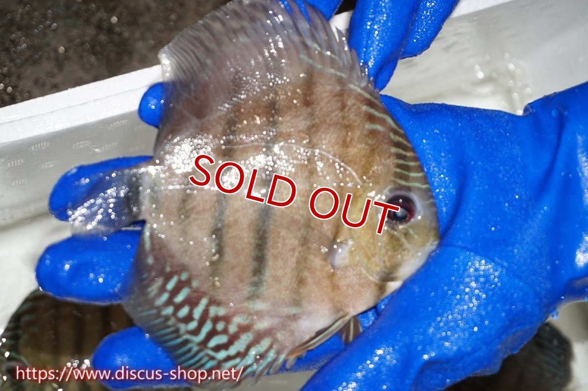 画像2: 【サマーセール対象個体　２匹以上でクーポンご利用で20％OFF】【ワイルドディスカス】【通販】ラーゴグランデレッド【個体販売】14-16cm（生体）ラーゴグランデ産 (2)