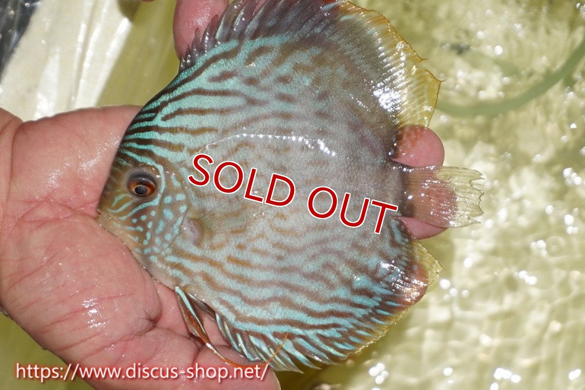 画像1: 【ワイルドディスカス】【通販】【５年ぶりの入荷】ラーゴタンバッキースーパーロイヤル【個体販売】14-15cm（生体）ラーゴタンバッキー産 (1)