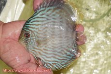 画像1: 【ワイルドディスカス】【通販】【５年ぶりの入荷】ラーゴタンバッキースーパーロイヤル【個体販売】14-15cm（生体）ラーゴタンバッキー産 (1)