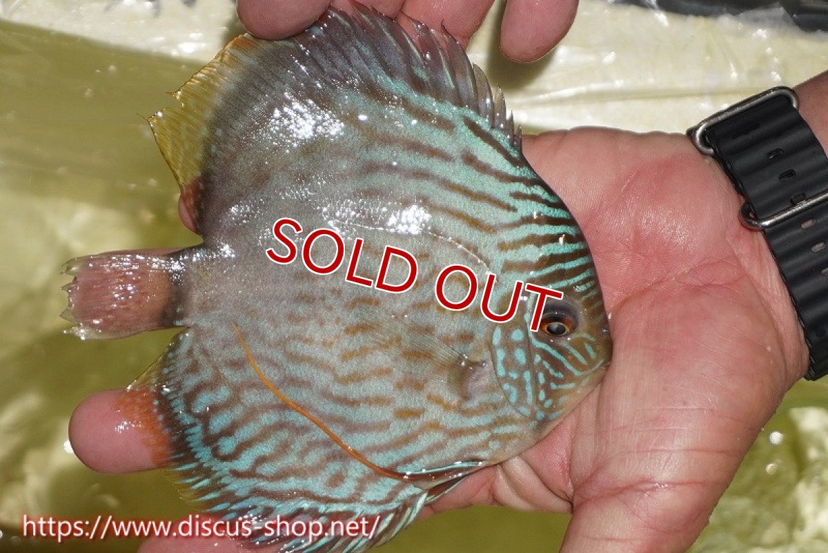 画像2: 【ワイルドディスカス】【通販】【５年ぶりの入荷】ラーゴタンバッキースーパーロイヤル【個体販売】14-15cm（生体）ラーゴタンバッキー産 (2)