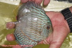 画像2: 【ワイルドディスカス】【通販】【５年ぶりの入荷】ラーゴタンバッキースーパーロイヤル【個体販売】14-15cm（生体）ラーゴタンバッキー産 (2)