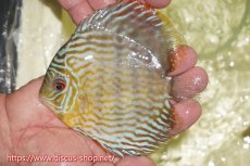 画像1: 【ワイルドディスカス】【通販】【５年ぶりの入荷】ラーゴタンバッキースーパーロイヤル【個体販売】14-15cm（生体）ラーゴタンバッキー産 (1)