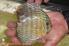 画像3: 【ワイルドディスカス】【通販】【５年ぶりの入荷】ラーゴタンバッキースーパーロイヤル【個体販売】14-15cm（生体）ラーゴタンバッキー産 (3)