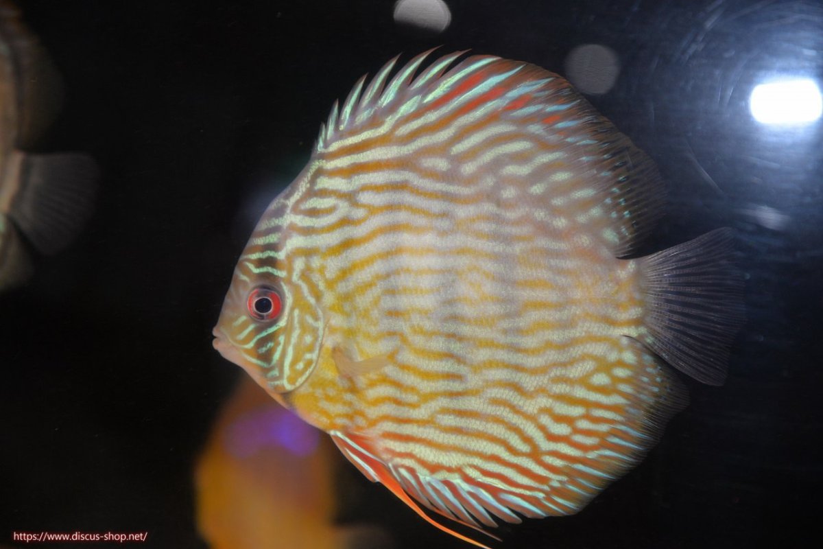 画像1: 【ワイルドディスカス】【通販】【５年ぶりの入荷】ラーゴタンバッキースーパーロイヤル【個体販売】14-15cm（生体）ラーゴタンバッキー産 (1)