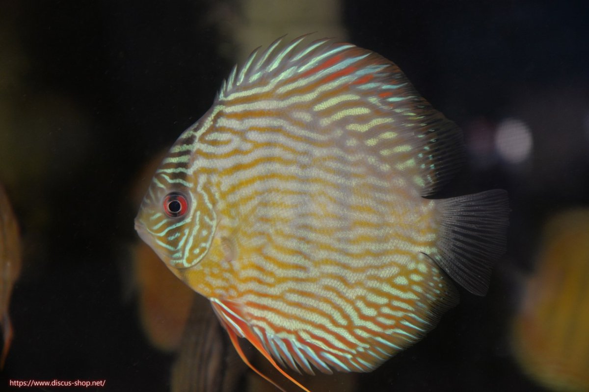 画像2: 【ワイルドディスカス】【通販】【５年ぶりの入荷】ラーゴタンバッキースーパーロイヤル【個体販売】14-15cm（生体）ラーゴタンバッキー産 (2)