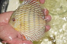 画像3: 【ワイルドディスカス】【通販】【５年ぶりの入荷】ラーゴタンバッキースーパーロイヤル【個体販売】14-15cm（生体）ラーゴタンバッキー産 (3)