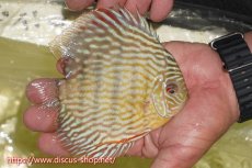 画像4: 【ワイルドディスカス】【通販】【５年ぶりの入荷】ラーゴタンバッキースーパーロイヤル【個体販売】14-15cm（生体）ラーゴタンバッキー産 (4)