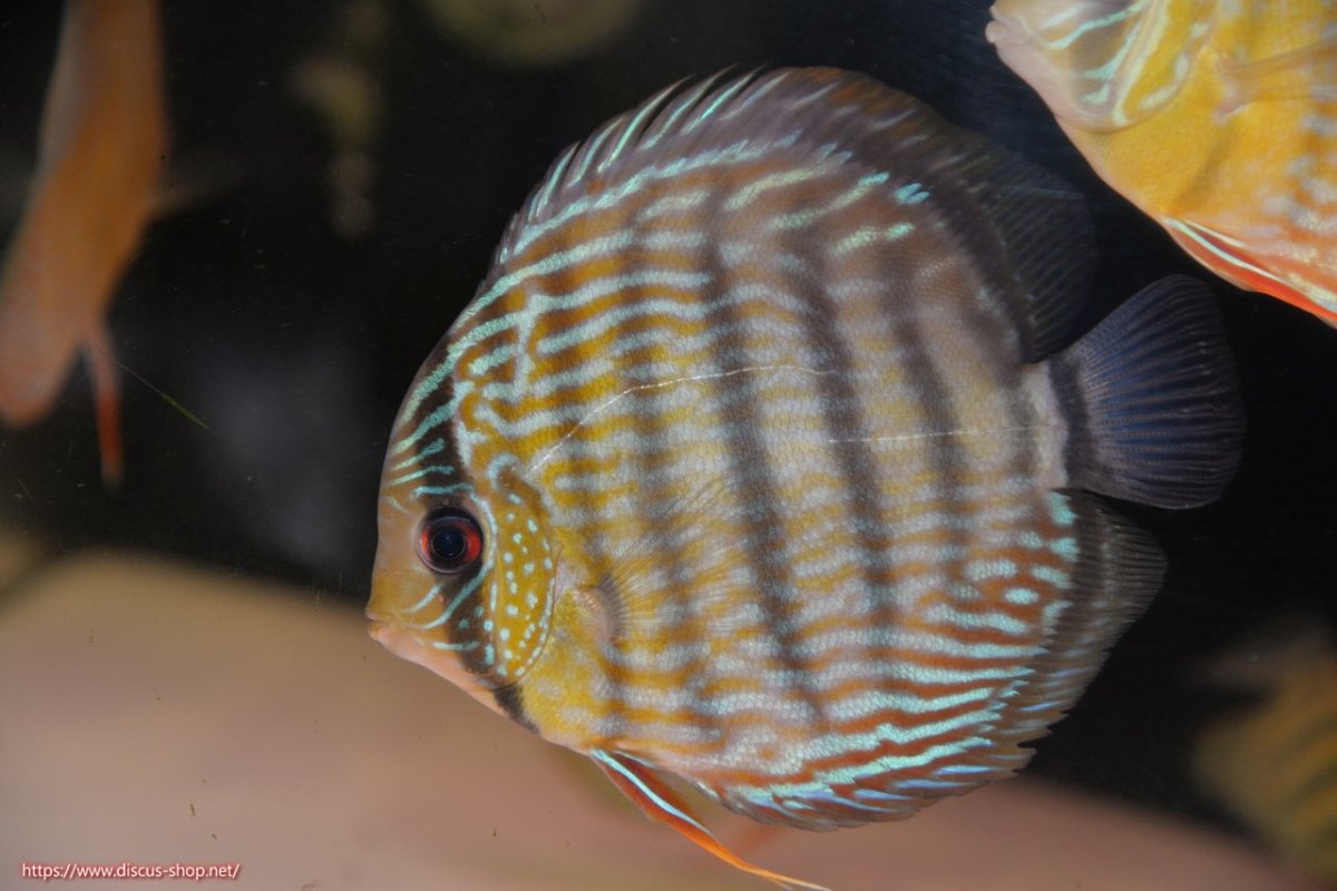 画像1: 【ワイルドディスカス】【通販】【５年ぶりの入荷】ラーゴタンバッキースーパーロイヤル【個体販売】14-15cm（生体）ラーゴタンバッキー産 (1)