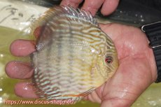 画像3: 【ワイルドディスカス】【通販】【５年ぶりの入荷】ラーゴタンバッキースーパーロイヤル【個体販売】14-15cm（生体）ラーゴタンバッキー産 (3)