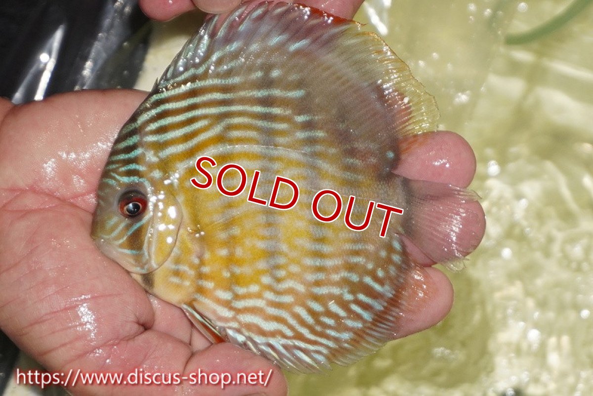 画像1: 【クーポン対象個体 1匹購入で10%OFF 2匹購入で15%OFF 3匹購入で20%OFF】【ワイルドディスカス】【通販】【５年ぶりの入荷】ラーゴタンバッキースーパーロイヤル【個体販売】14-15cm（生体）ラーゴタンバッキー産 (1)