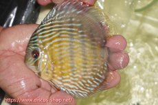 画像1: 【ワイルドディスカス】【通販】【５年ぶりの入荷】ラーゴタンバッキースーパーロイヤル【個体販売】14-15cm（生体）ラーゴタンバッキー産 (1)