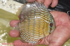 画像2: 【ワイルドディスカス】【通販】【５年ぶりの入荷】ラーゴタンバッキースーパーロイヤル【個体販売】14-15cm（生体）ラーゴタンバッキー産 (2)