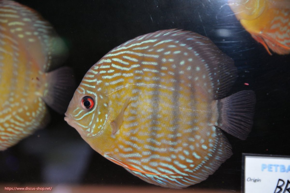 画像1: 【ワイルドディスカス】【通販】【５年ぶりの入荷】ラーゴタンバッキースーパーロイヤル【個体販売】14-15cm（生体）ラーゴタンバッキー産 (1)