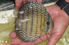 画像2: 【ワイルドディスカス】【通販】【５年ぶりの入荷】ラーゴタンバッキースーパーロイヤル【個体販売】14-15cm（生体）ラーゴタンバッキー産 (2)