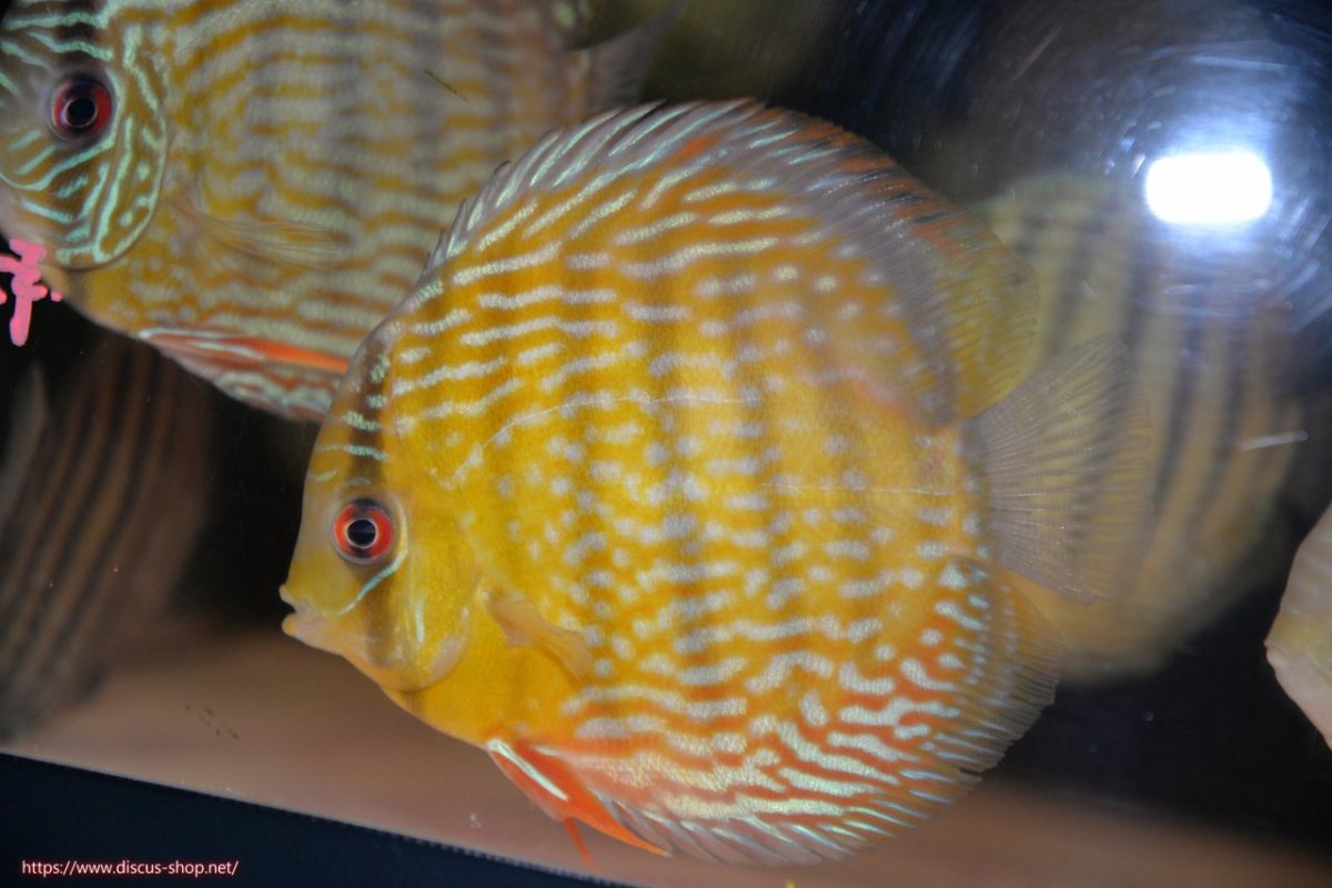 画像1: 【ワイルドディスカス】【通販】【５年ぶりの入荷】ラーゴタンバッキースーパーロイヤル【個体販売】14-15cm（生体）ラーゴタンバッキー産 (1)